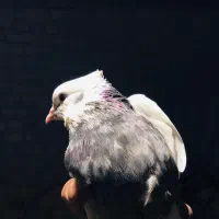 فروش کبوتر گله ای(امکان ارسال)