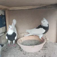 کفتر طوقی
