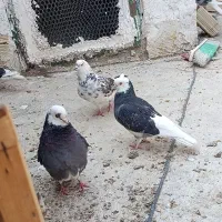 کبوتر شازده