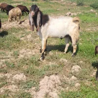 سه عدد نر بز پاکستانی عسل بهترین نسل