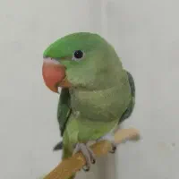 جوجه شاه طوطی