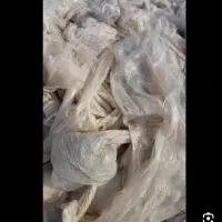 نیروی خانم