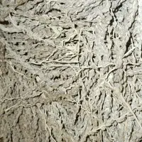 بو درخت نر خرما