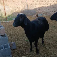 قوچ قره غزل