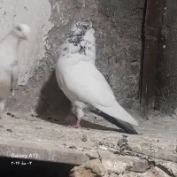 تعداد۲۰کبوتر