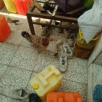 مرغ با جوجه شش جوجه