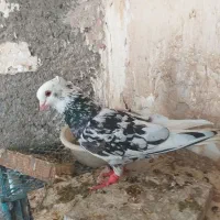 کفتر خوشکل