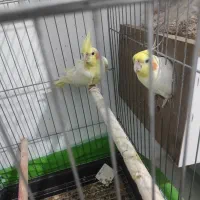 یه جفت عروس هلندی لوتینو