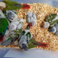 گرینچیک|پرنده|تهران, هروی|دیوار