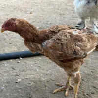 مرغ لاری