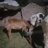 گوسفند