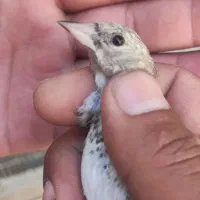 جوجه سهره