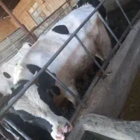 فروش گوساله نر