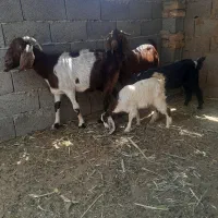 بز شیرا