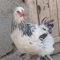 مرغ برهما