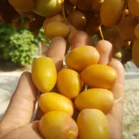 خارک بریمی درجه یک
