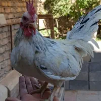 خروس