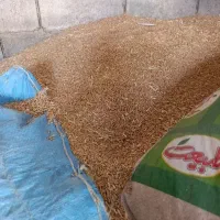 گندم بش درجه یک