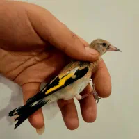 سقا سهره جوجه نر بافتی ۲رگ ذاغسر کلکسیونی