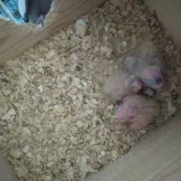 عروس هلندی جفت به همراه۳بچه