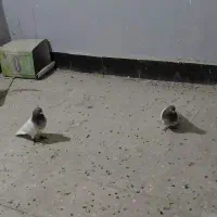 یک جفت کله قرمز