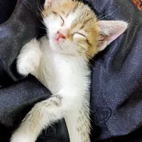سرپرستی بچه گربه