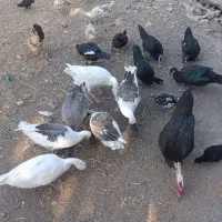 مرغ غاز ارک خروس