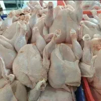 غذای سگ و گربه خانگی (مرغ کامل )