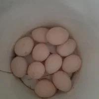 تخم مرغ لهستانی