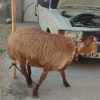 قوچ.میش .بره