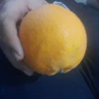 پرتغال بالای درخت