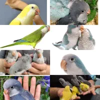 دنیای راهب بهترین طوطی سخنگو
