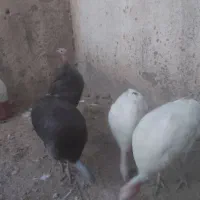 بوقلمون