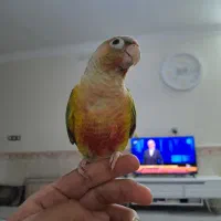 گرینچیک  دستی