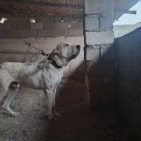 واگذاری سگ الابای