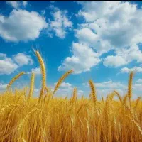 خرید و فروش خوراک دام طیور