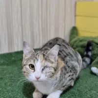 واگذاری بتی خانوم زیبا