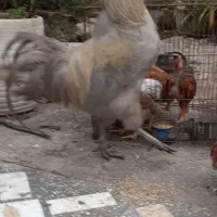 آراکانا یه جفت اصل