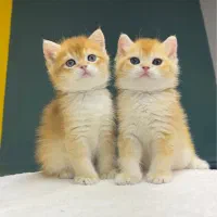 گربه بریتیش گلد ny12 کیفیت بی همتا