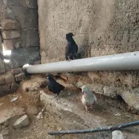 دم سفید|پرنده|خوشاب, |دیوار