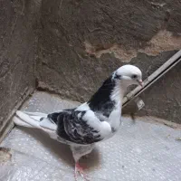 کبوترپشتدار.