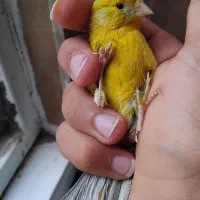 قناری نر مست خون