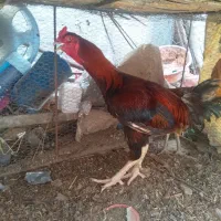 مرغ و خروس لاری