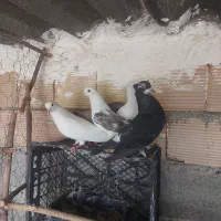 کبوتر پرشی