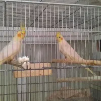 عروس آلبینو