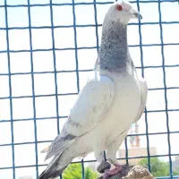 چهارتا رنگی گرفتنی