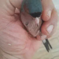 سهره جنگلی اروپایی نر خوش الحان
