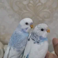 یک جفت مرغ عشق دستی سالم