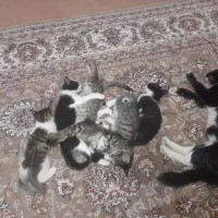 بچه گربه