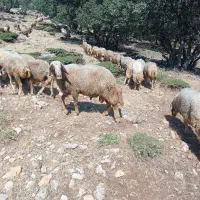 قوچ سه ورک بفروش می‌رسد